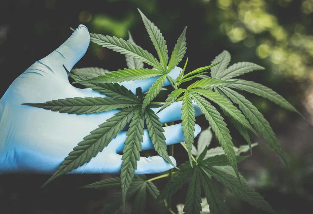 Cannabis Industry