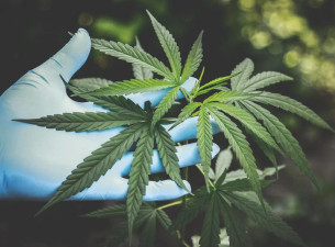 Cannabis Industry